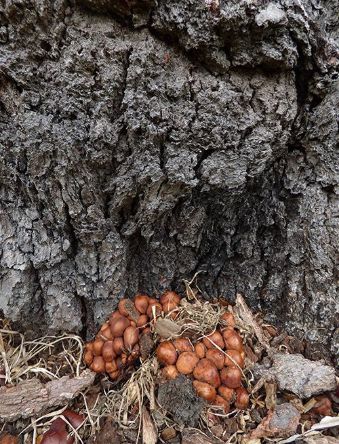  A large cluster of fruiting bodies at the base of a veteran oak at Richmond Park, London. 